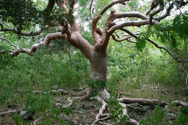 FORET SECHE DU NORD EST – IYANOLA – SAINTE-LUCIE 