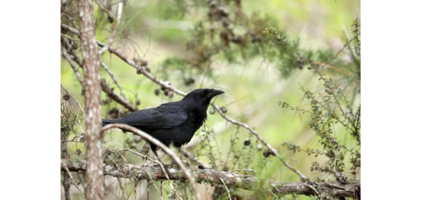 The Hispaniolan Crow