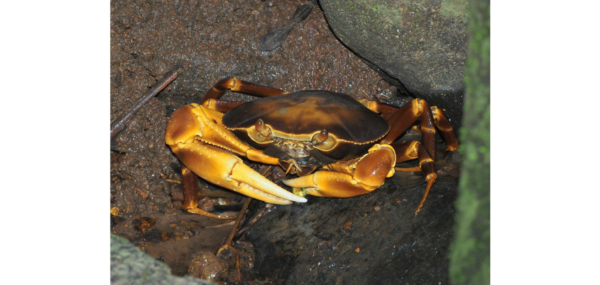 Freshwater crab