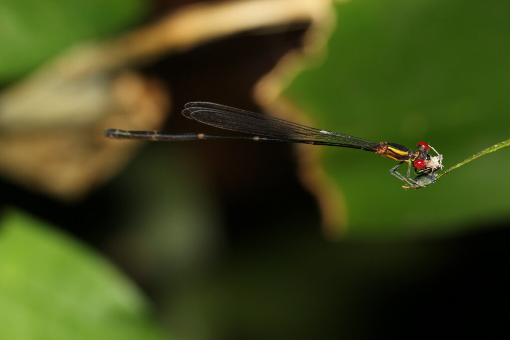 Libellule endémique de Guadeloupe 3