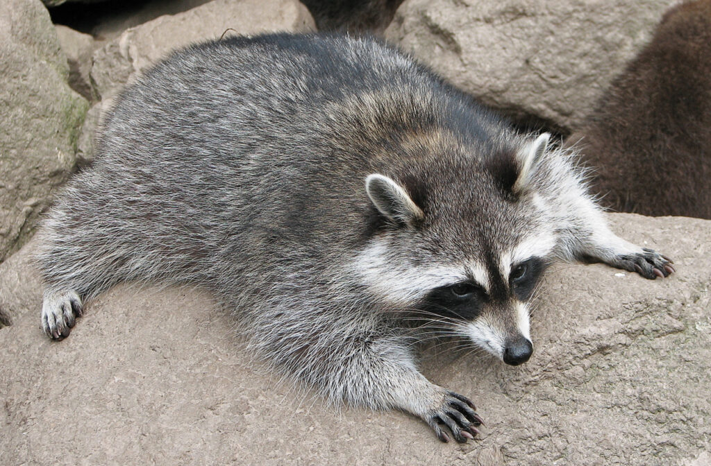 Raton laveur de Guadeloupe 3