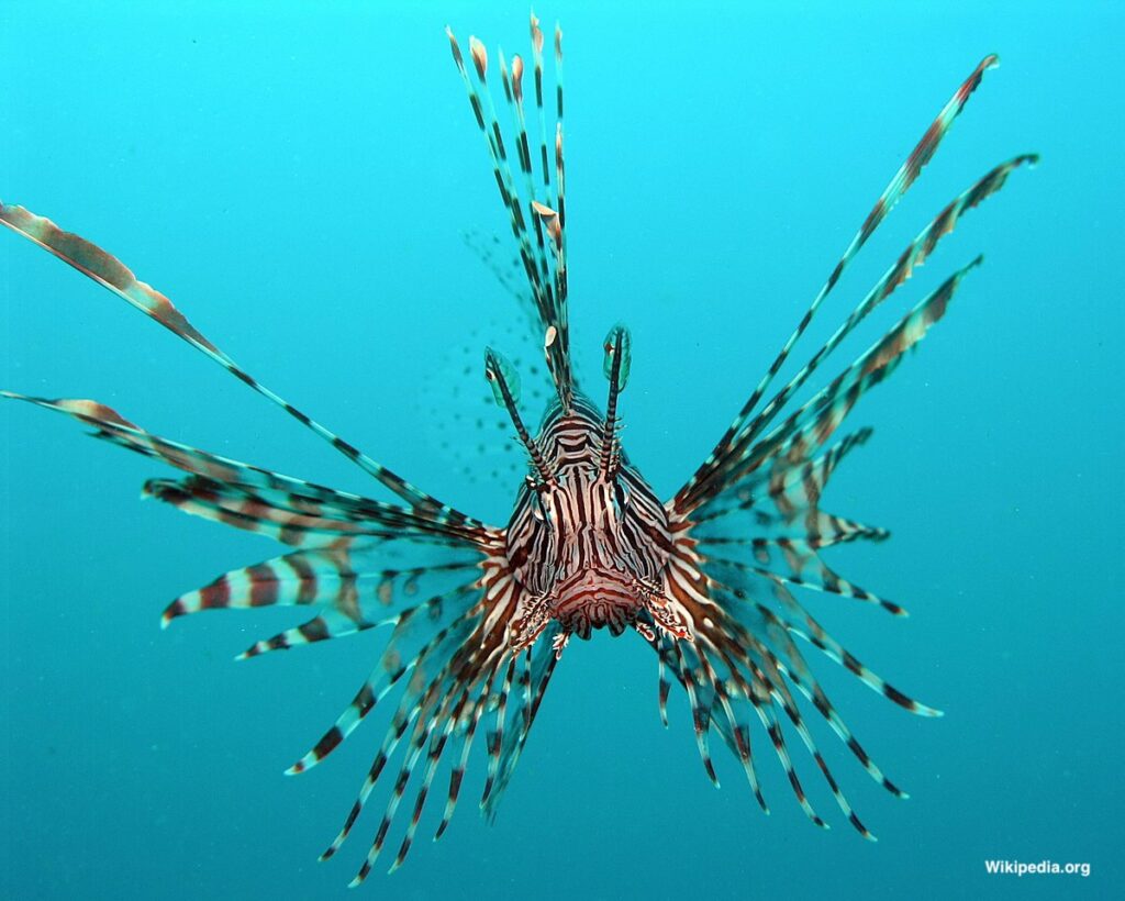 Poisson lion 1