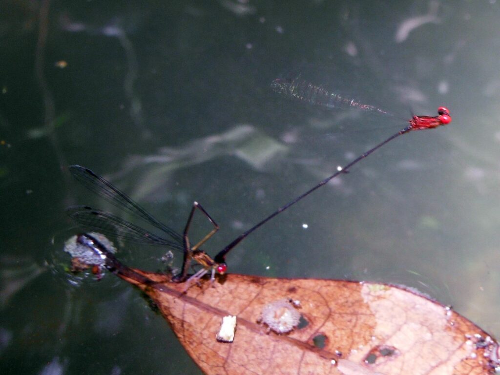 Libellule endémique de Guadeloupe 2