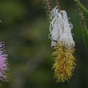  Caribbean flora