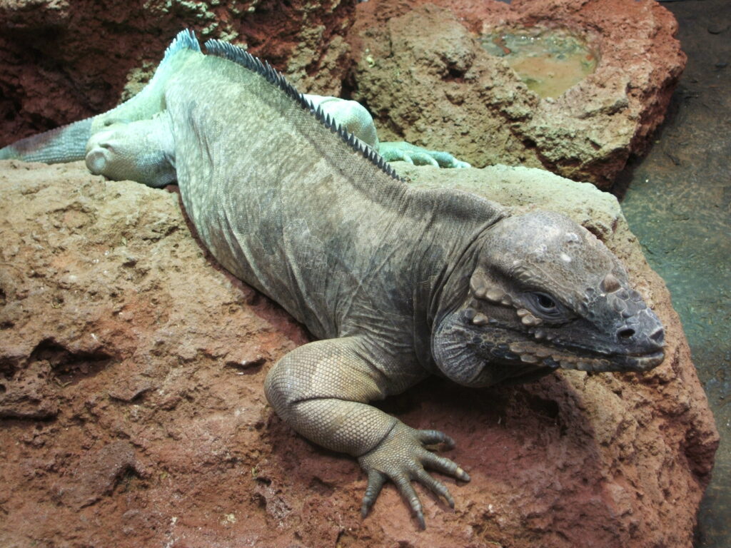 Iguane rhinocéros 1