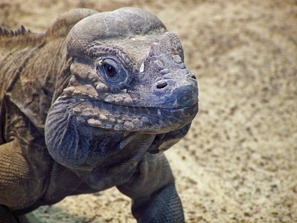 Iguane rhinocéros 2