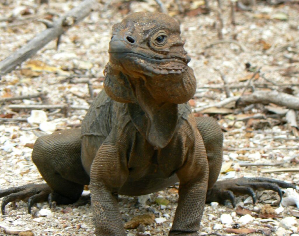 Iguane rhinocéros 3