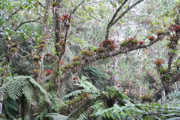 Parc national naturel de Grande Colline