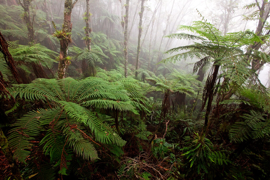 Parc national naturel Macaya 4