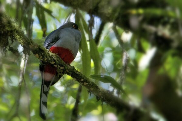 Trogon damoiseau (kalson wouj)