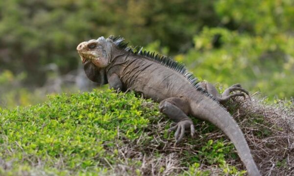 Iguanes des Petites Antilles