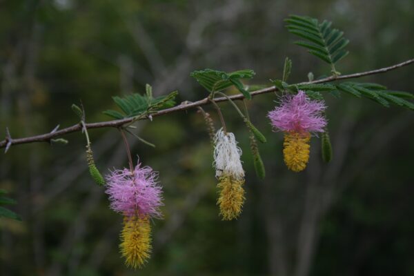 Acacia de Saint-Domingue