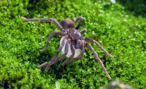 Mygale de la Soufrière