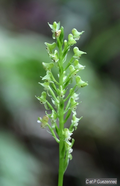 Orchidée pseudocentrum guadelupense