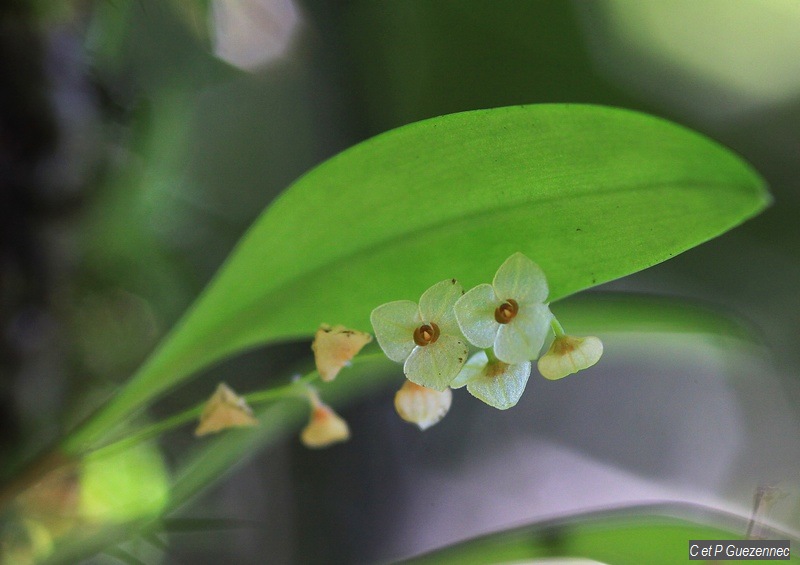 Orchidée stelis dussii