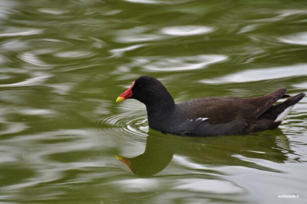 Poule d’eau (Gallinule)