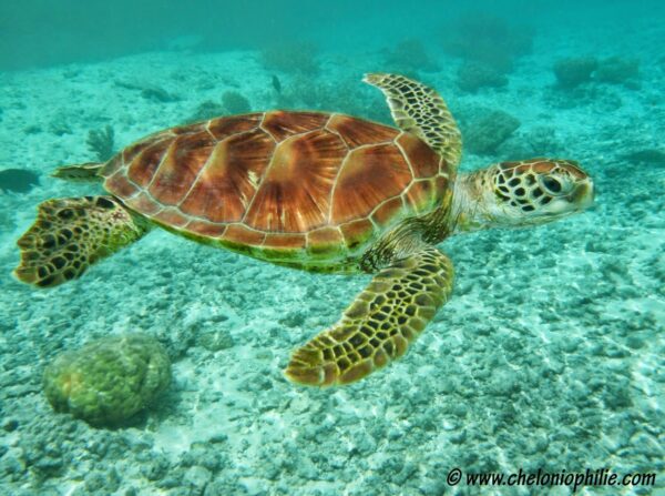 Tortue verte