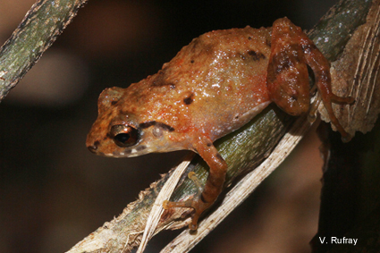 Grenouilles de Guadeloupe