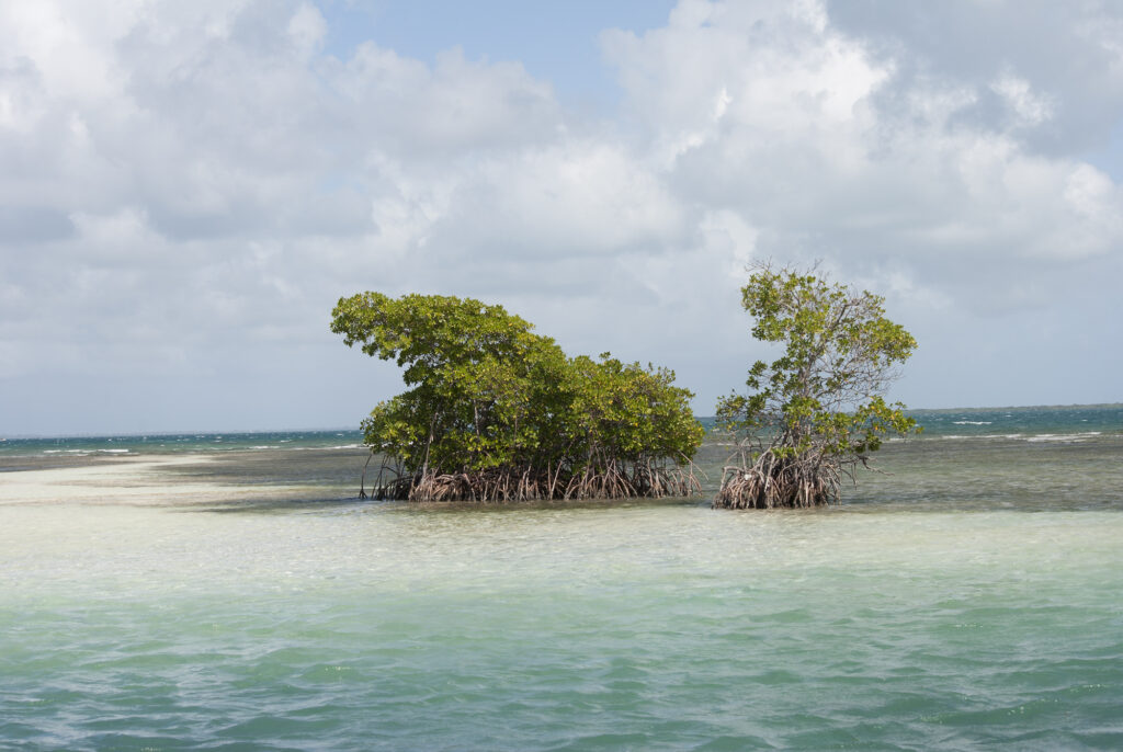 Guadeloupe : la mangrove, un poumon vert à préserver