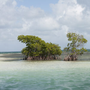 Guadeloupe : la mangrove, un poumon vert à préserver